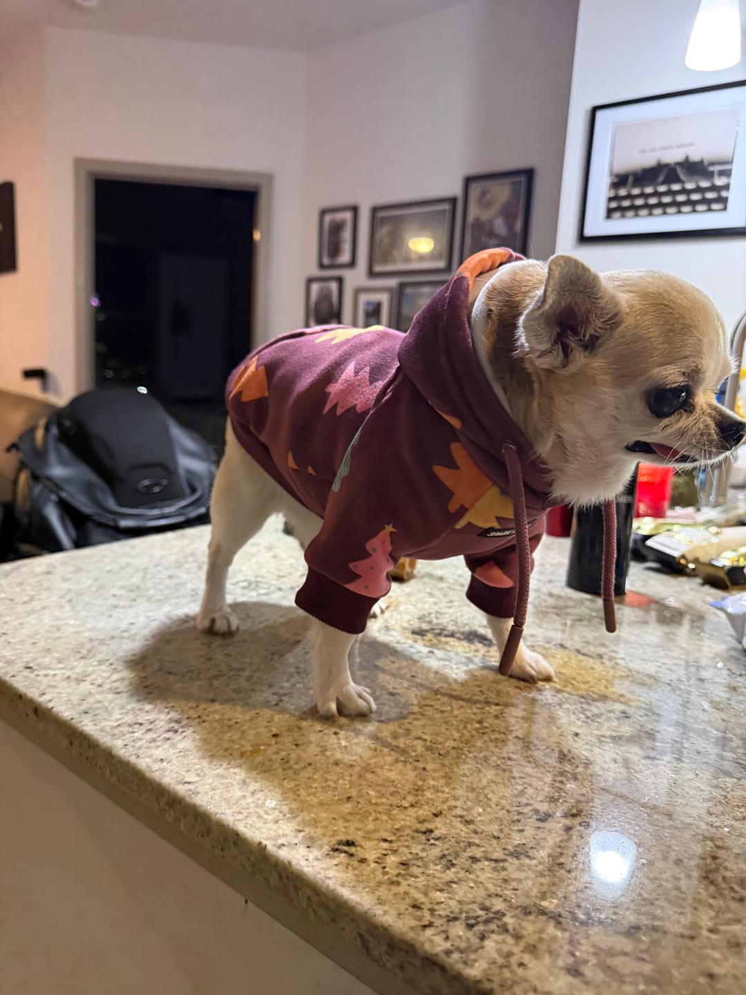 Customer photo review of Christmas Dog Hoodie - Candy Trees