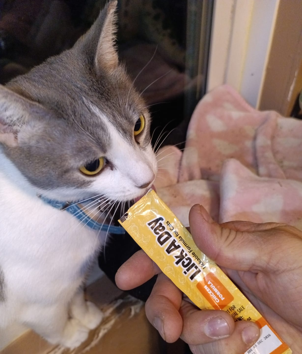 Customer photo review of Lick a Day | Mix Flavor Chicken & Tuna | Specially Formulated 7-in-1 Functions Daily Real Meat Lickable Cat Treats | Tasty Cat Puree Squeeze ups for Cats & Pet Vitamins Combination (Pack of 28 Sachets)