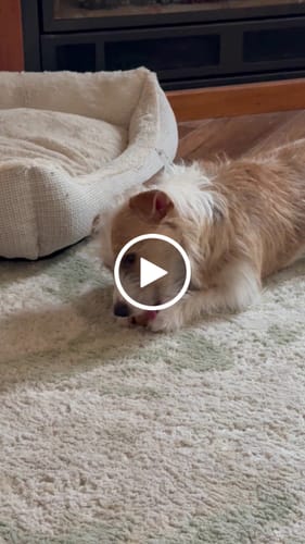 Customer video review of Long-Lasting Yak Chews — 4 Flavor Pack
