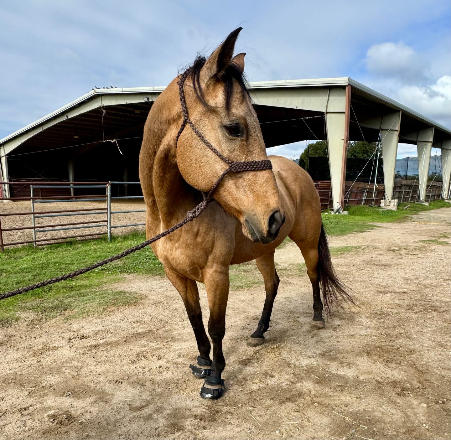 Customer photo review of Renegade® Viper Shield™ Hoof Boot - Black Knight