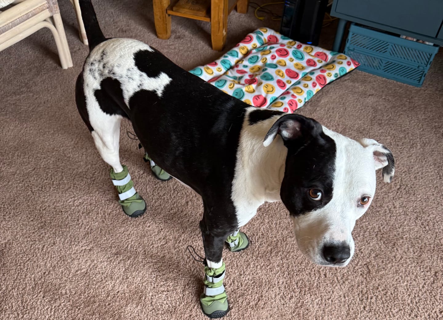 Customer photo review of Flex Shell Waterproof Dog Boots - Green