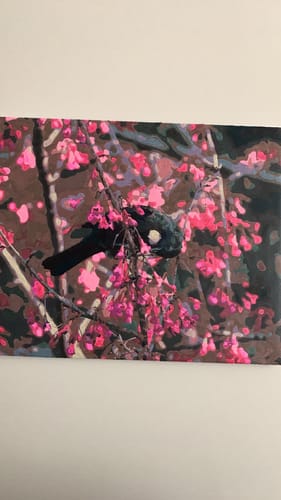 Customer photo review of Tui in Cherry Tree