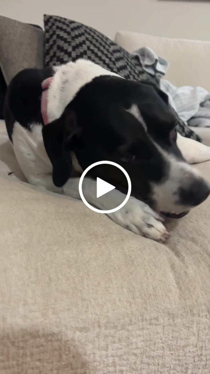 Customer video review of Strawberry Yak Chews