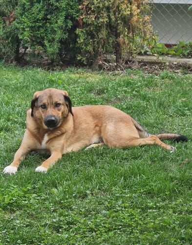 Ein Kunde zeigt seinen braunen Hund, der nach der Einnahme von Lucky Belly entspannt auf dem Rasen liegt.