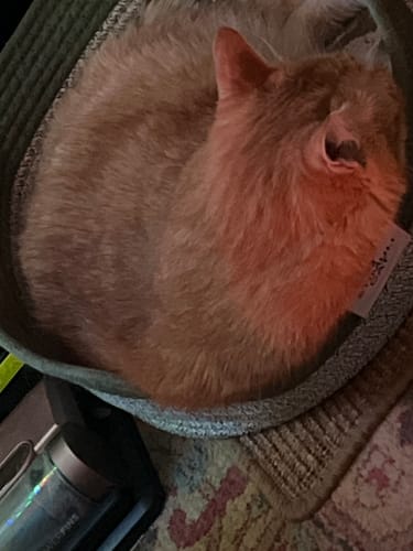 Customer photo review of Instinct Basket | Handwoven & Chemical-Free Cat Territory