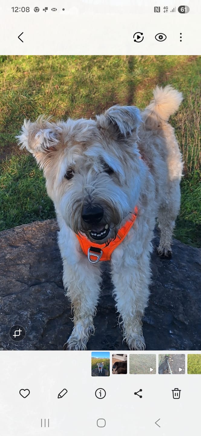 Customer photo review of Beef Bone Broth for Dogs