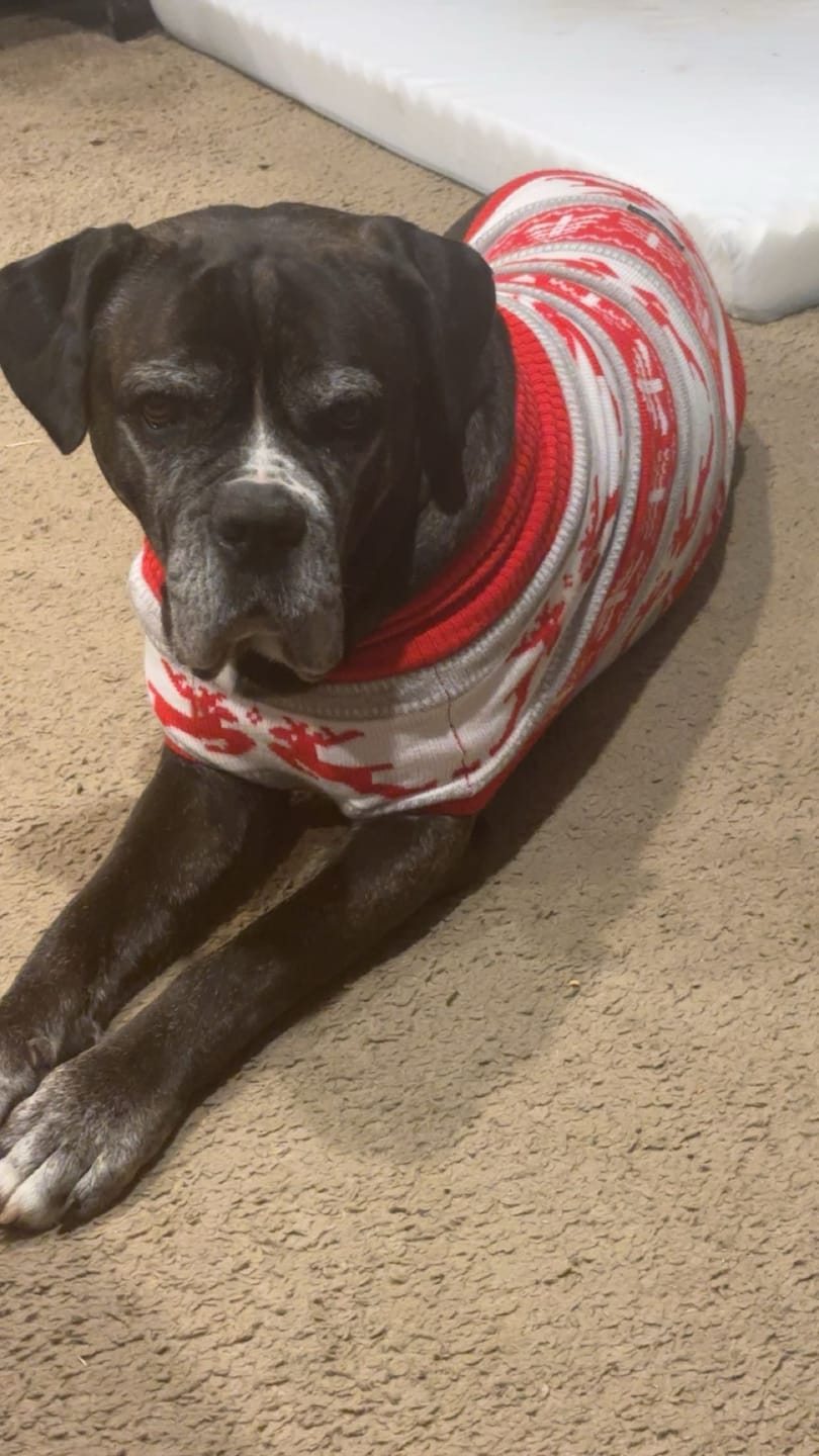 Customer photo review of Christmas Knit Dog Sweater
