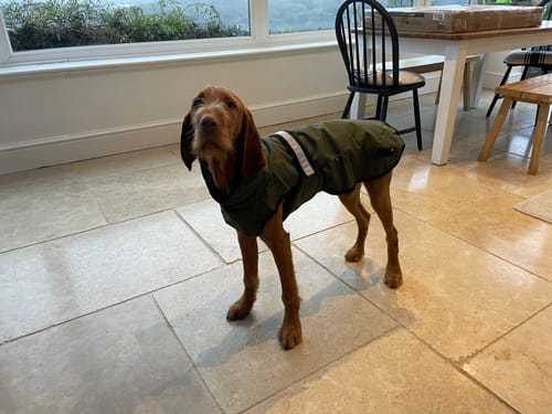 Customer photo review of 3-in-1 Dog Coat