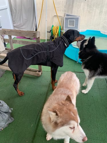 Customer photo review of Manteau imperméable pour Dobermann : Coupe ajustée