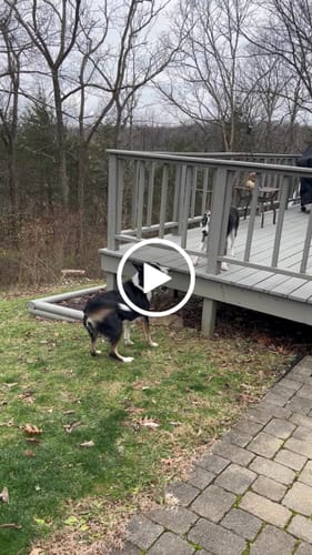 Customer video review of 1-TDC  Oral Health + Mobility Support for Dogs