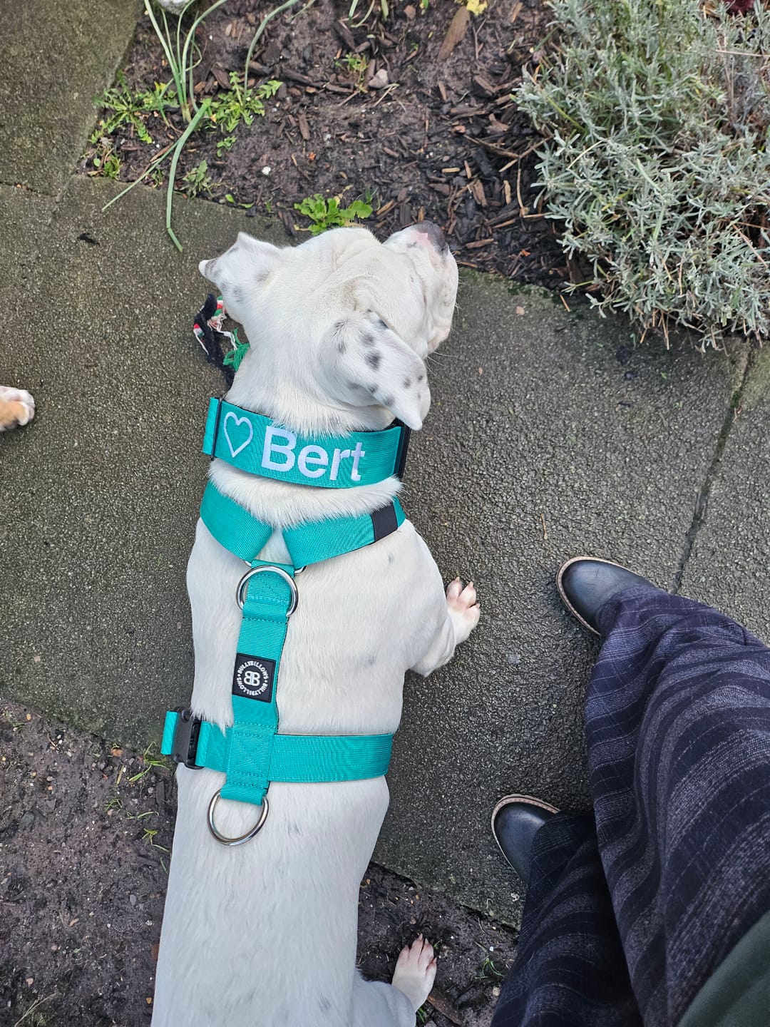 Customer photo review of 5cm Combat® Collar | With Handle & Secure Clip - Turquoise