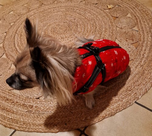 Customer photo review of Emmalove - Wasserdichter Hundemantel Extreme