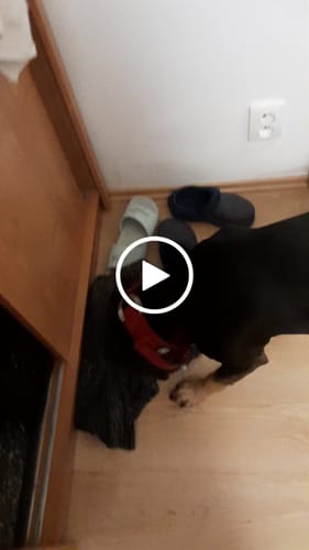 Customer video review of 5cm Combat® Collar | With Handle & Secure Clip - Burgundy