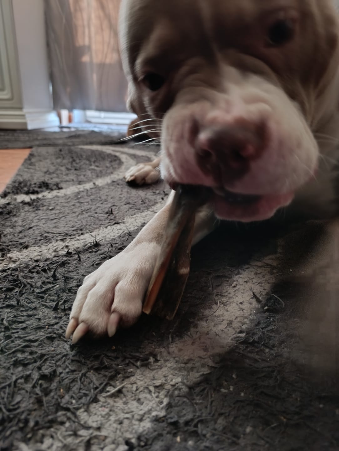 Customer photo review of Rinderkopfhaut für Hunde