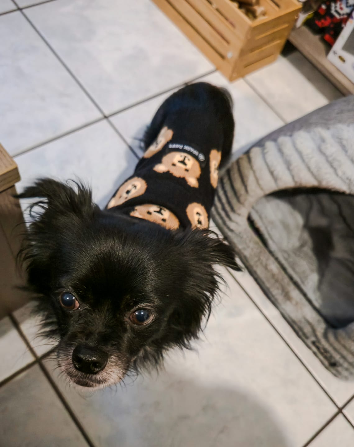 Customer photo review of Broken Teddy Bear Knit Dog Sweater - Black