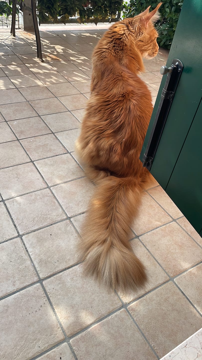Customer photo review of MAGICHELLA, polvere cattura oleosità per gatti