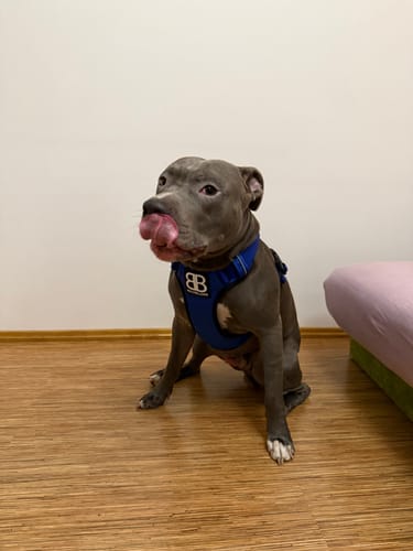 Customer photo review of Comfort Premium Harness | Non Restrictive - Blue