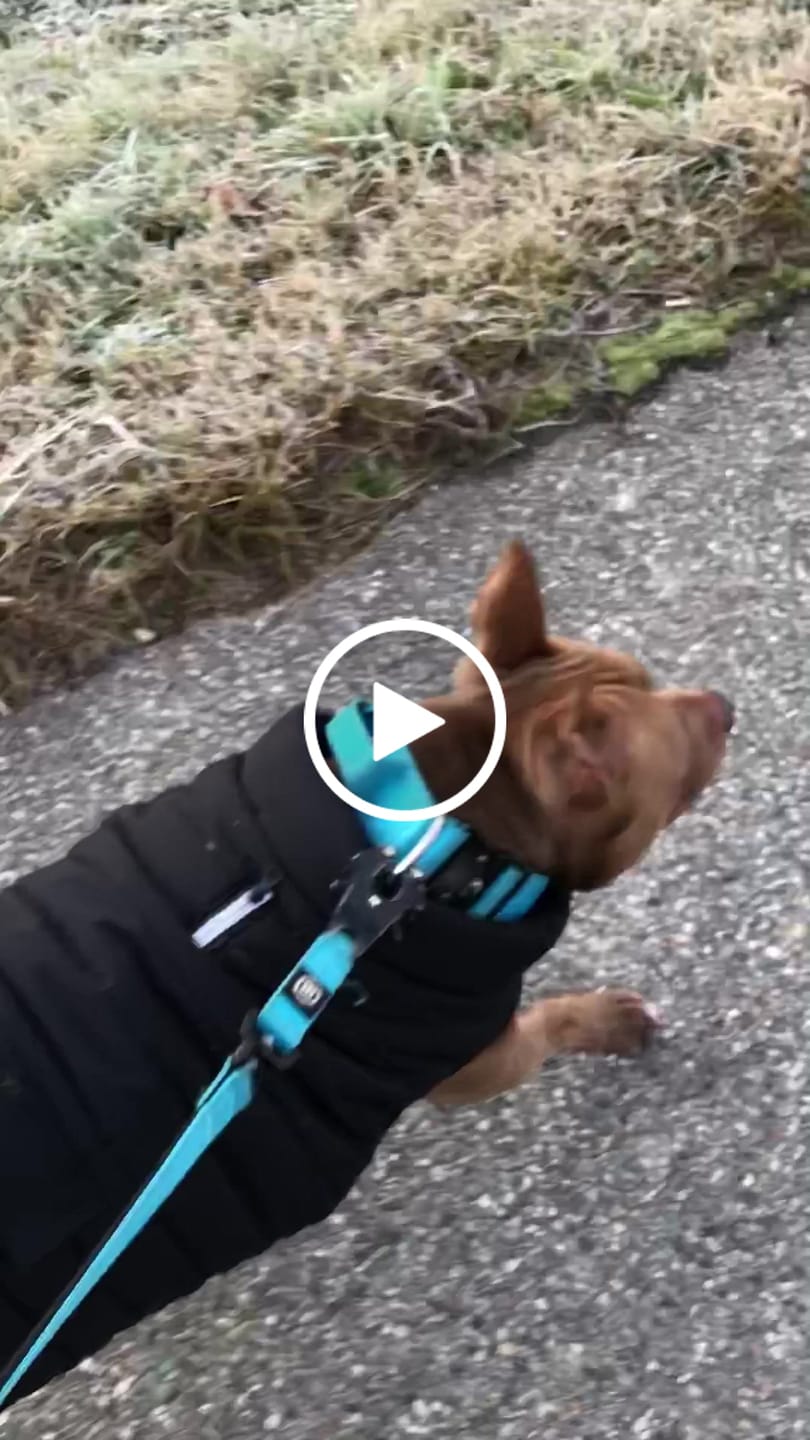 Customer video review of WarmShield Water-Resistant Jacket - Black