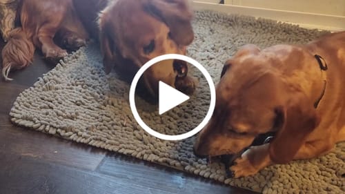 Customer video review of Long-Lasting Yak Chews — 6 Flavor Pack