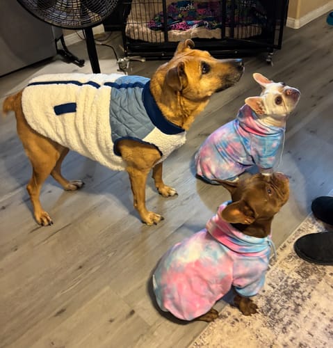 Customer's two dogs wearing the Velvet Dog Hoodie in Snow Cone, standing on a wood floor with another dog.