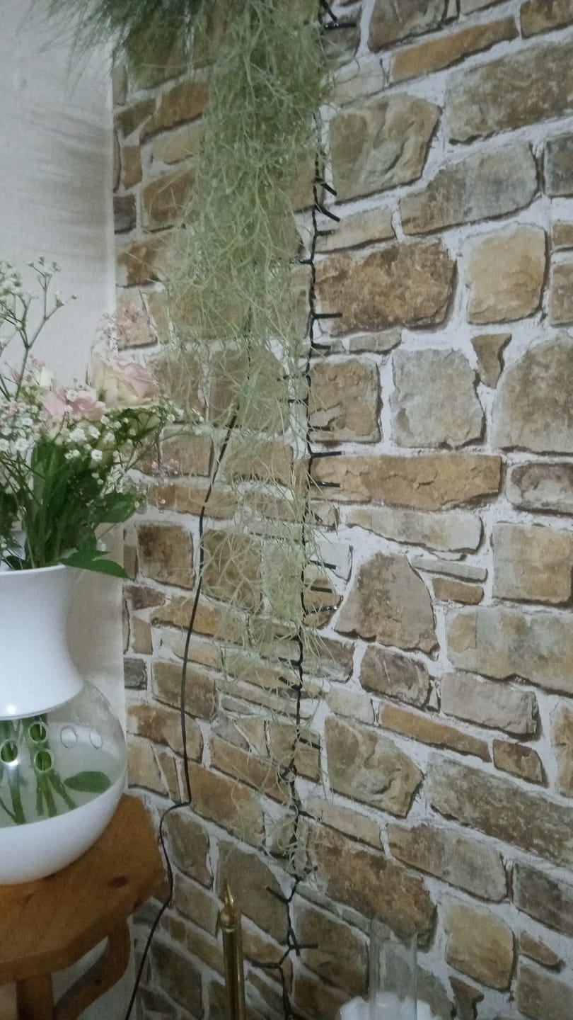 Customer photo review of Tillandsia usneoides - Lousianamoos
