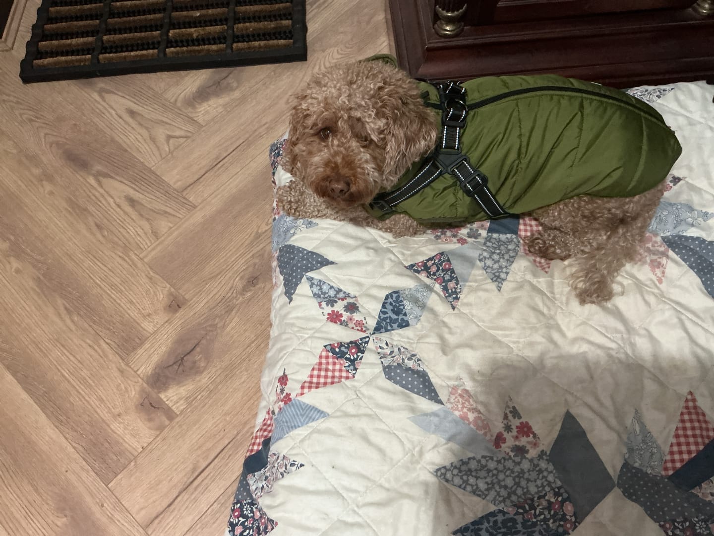 Customer photo review of DoggyKing™ 3 in 1 Jacket