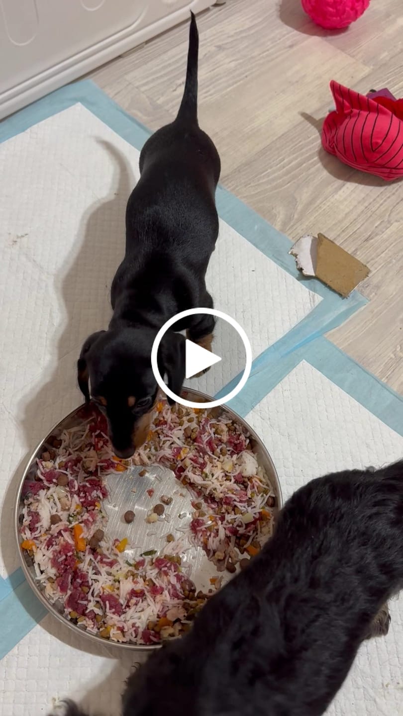 Customer video review of Turkey Classic for Dogs