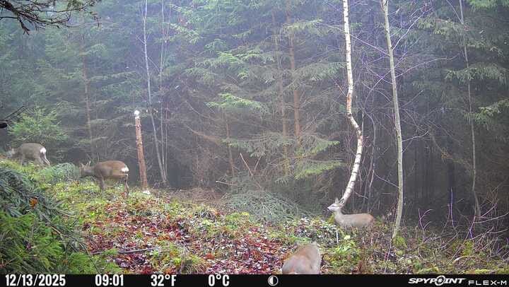 Customer photo review of Salzspray Anis - Lockmittel Rehwild, Schwarzwild, Rotwild und Damwild