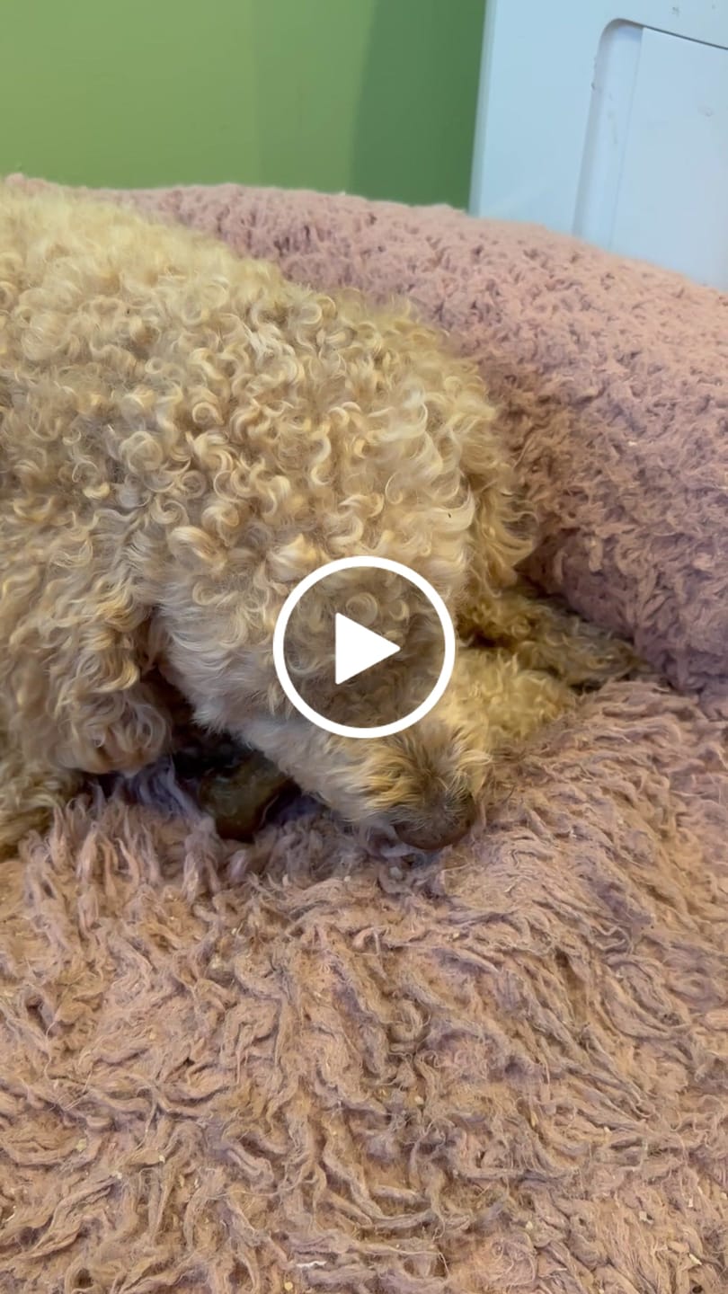 Customer video review of Earthbones Dental Chews For Dogs