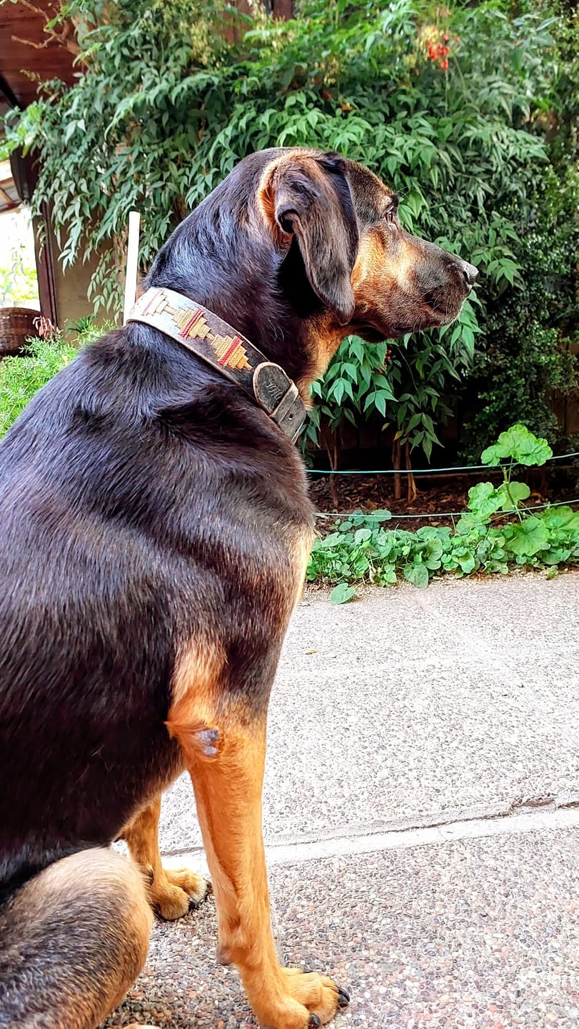 Customer photo review of Collar Toby Gris/Gris B26