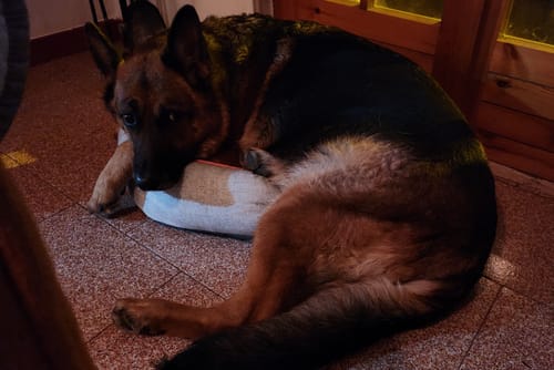 Customer photo review of Cuccia Tonda Cotone Panama Scozzese Quadro Bordeaux