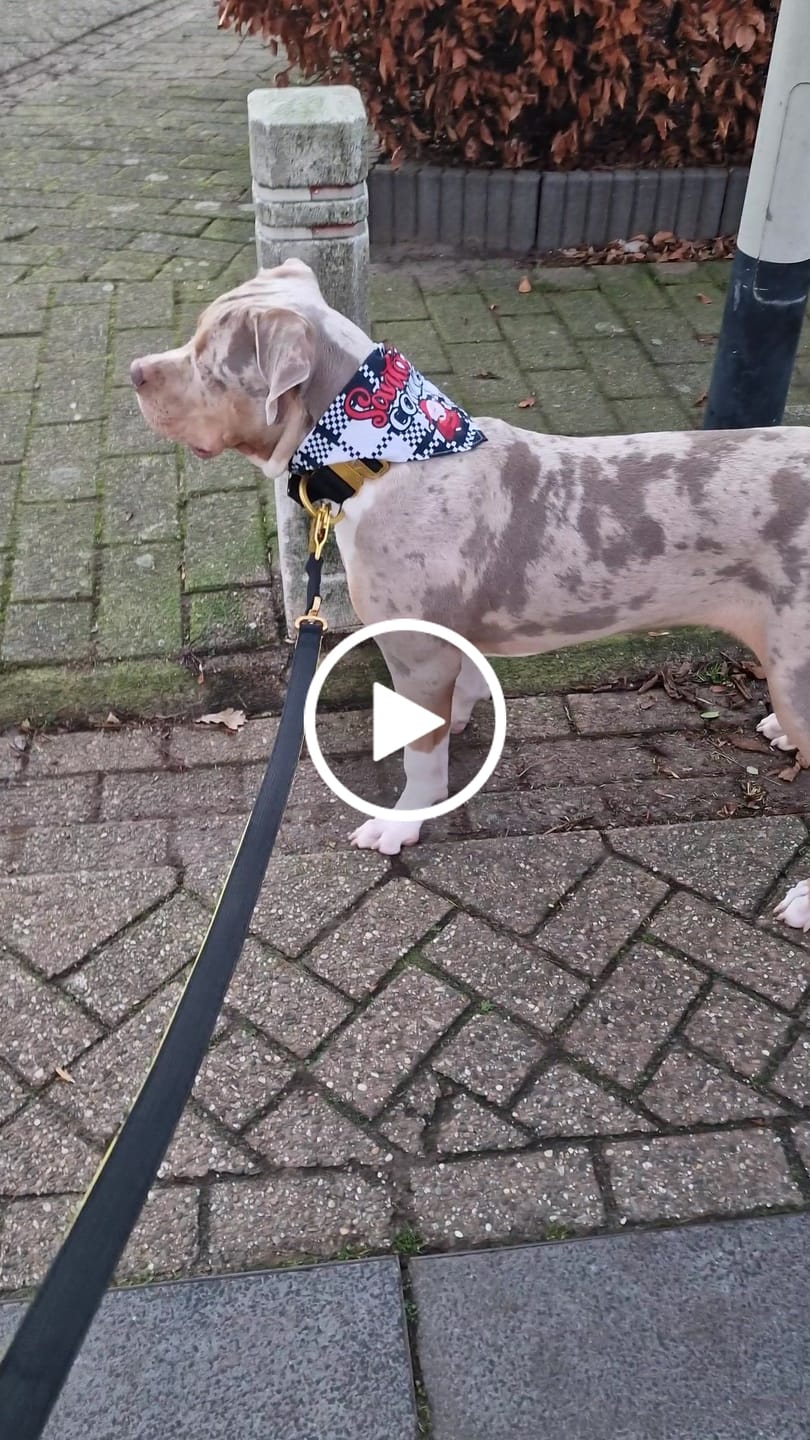 Customer video review of 5cm Lighter Combat® Collar | With Handle Secure Clip - Black x Yellow