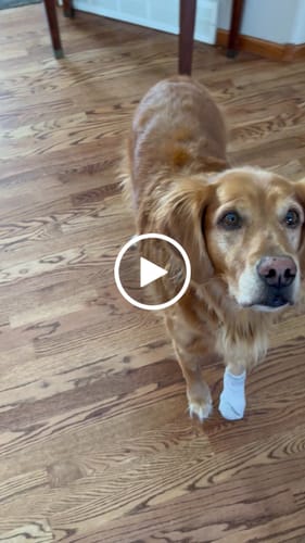 Customer video review of USA Turkey Tendons