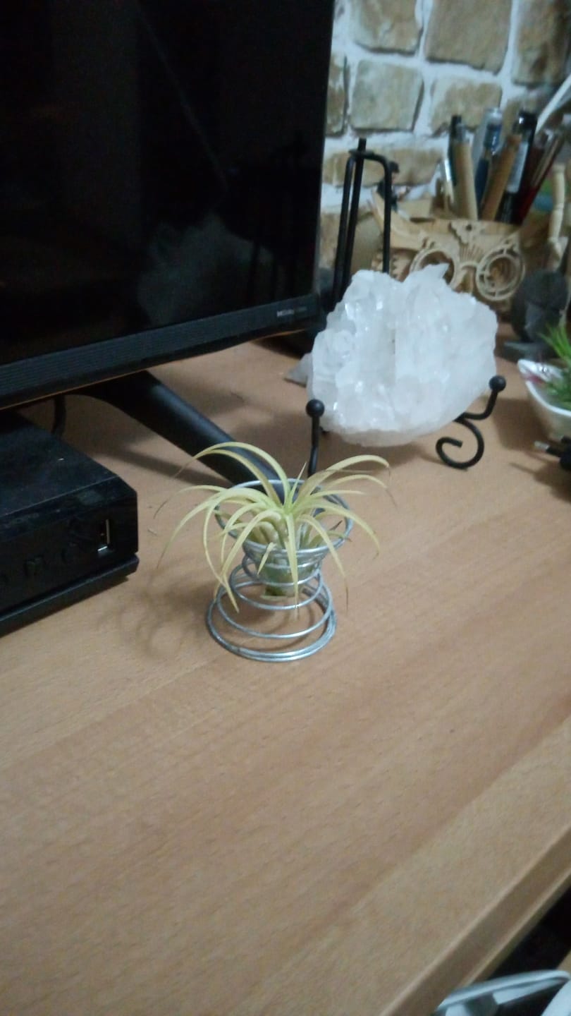 Customer photo review of Tillandsia Ionantha 'druid'