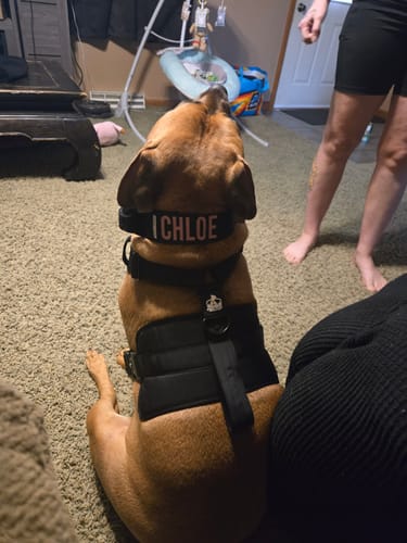 Customer photo review of Black Bully Proof Collar