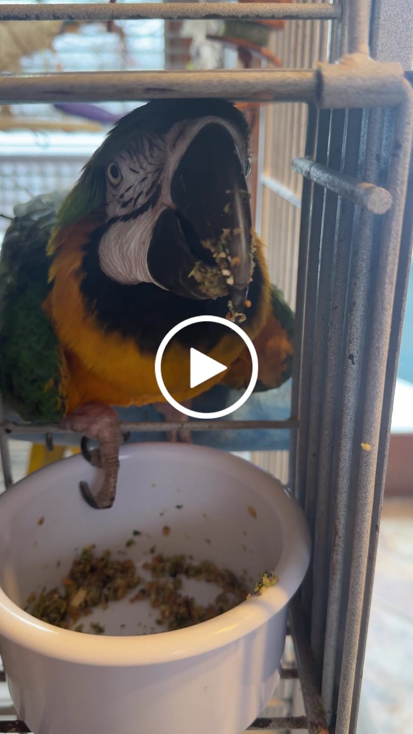Customer video review of Bird Bites Freeze Dried Chop - Daily Fruits & Veggies, 5 Flavors to Choose From