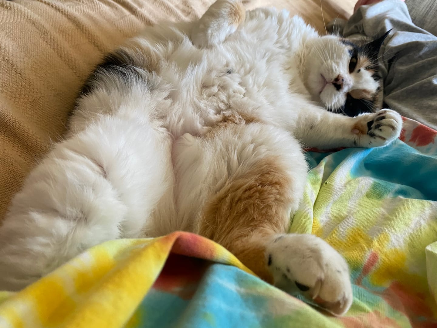 Customer photo review of Michu Natural Clumping Tofu Cat Litter 5.5lb/88oz