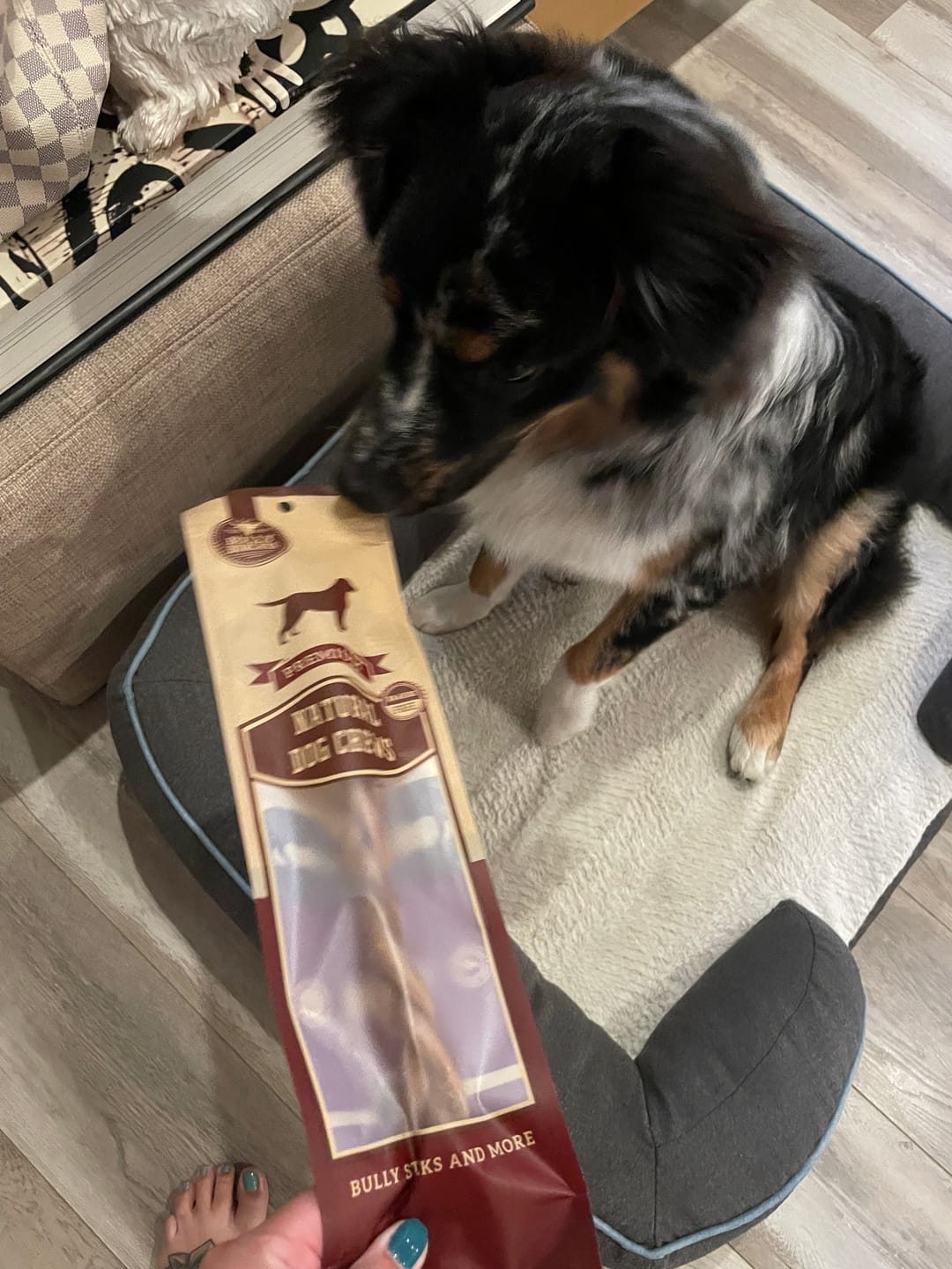 Customer photo review of 6 Inch Jumbo Bully Stick