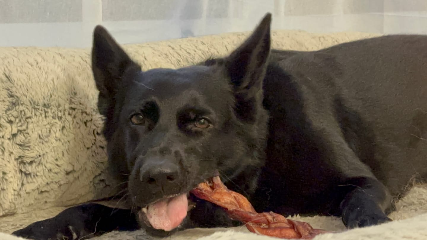 Customer photo review of 12 Inch Monster Braided Bully Stick
