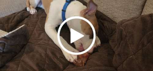 Customer video review of Smoked Beef Marrow Bone