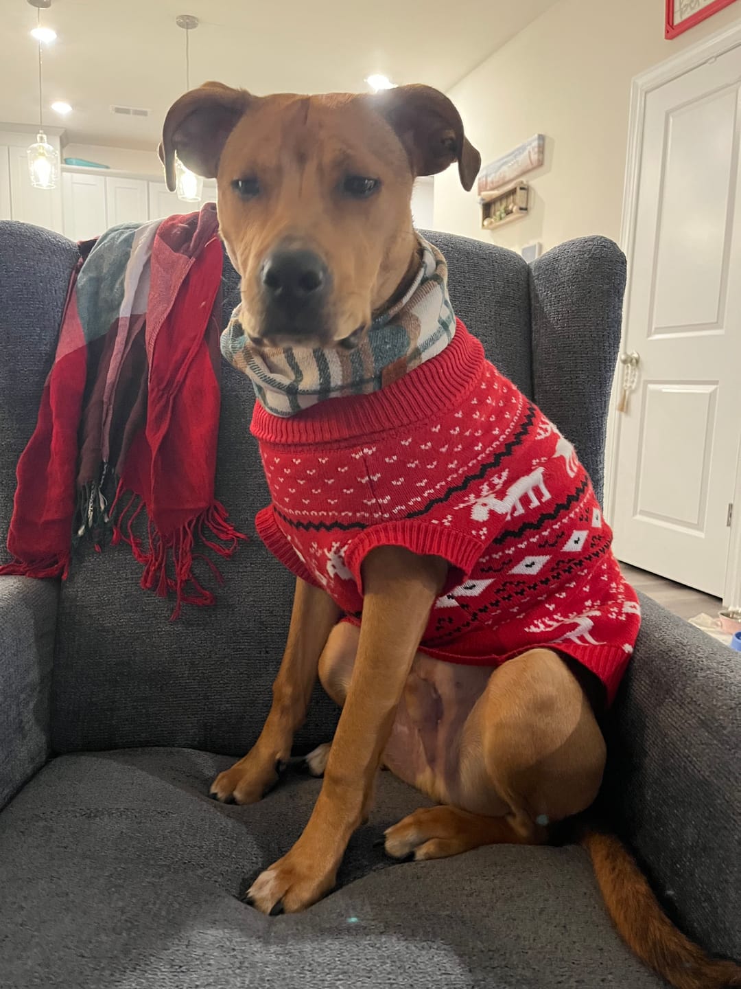 Customer photo review of Knit Christmas Dog Sweater - Dasher Red