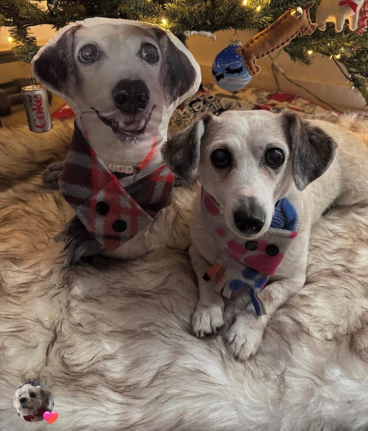 Customer photo review of Custom Dog Shaped Memorial Pillow for Pet Owners from Your Pet Picture