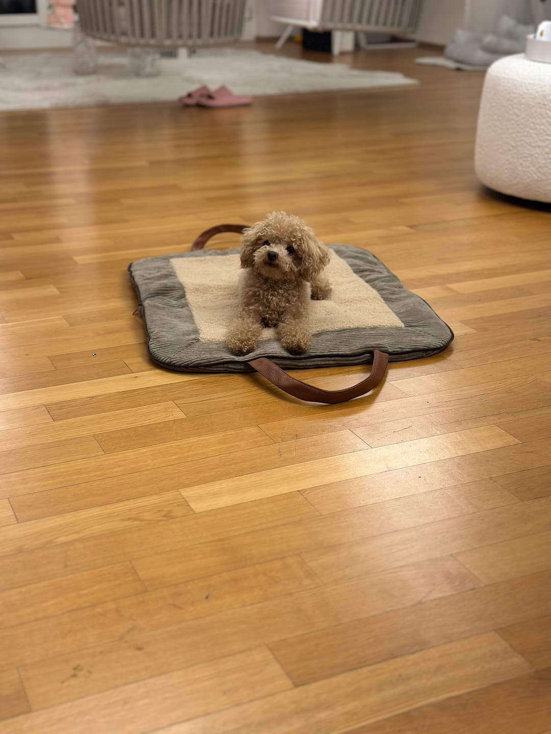 Customer photo review of Charly Cord – Luxury Dog Travel Mat-Bag in Khaki