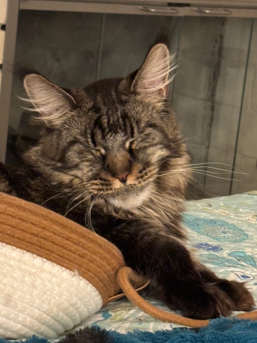 Customer photo review of Instinct Play Stick | Wild-Harvested & Chemical-Free Dental Cat Entertainment (1+1 FREE)