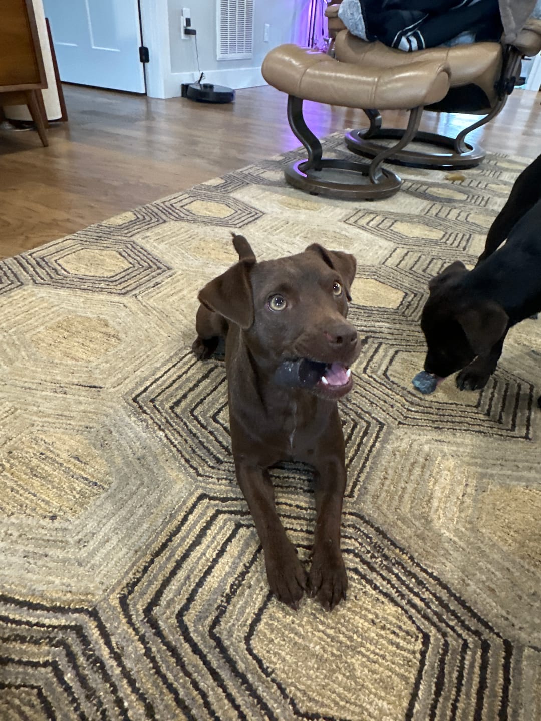 Customer photo review of Blueberry Himalayan Yak Chew (MEDIUM)