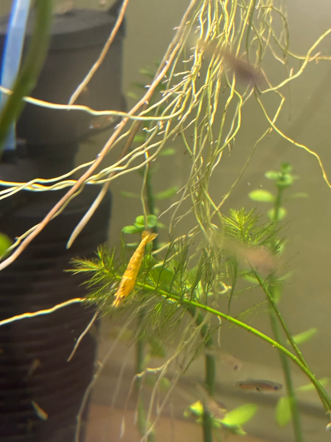 Customer photo review of Neon Yellow Shrimp "NEW"