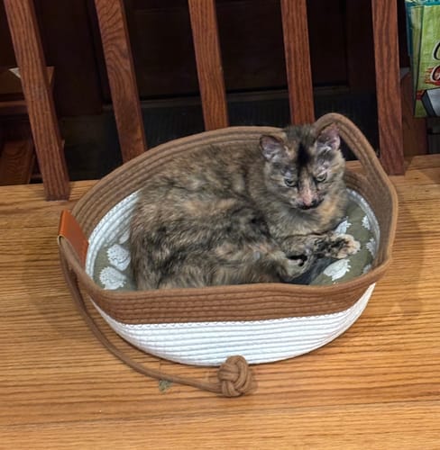 Customer photo review of Instinct Basket | Handwoven & Chemical-Free Cat Territory