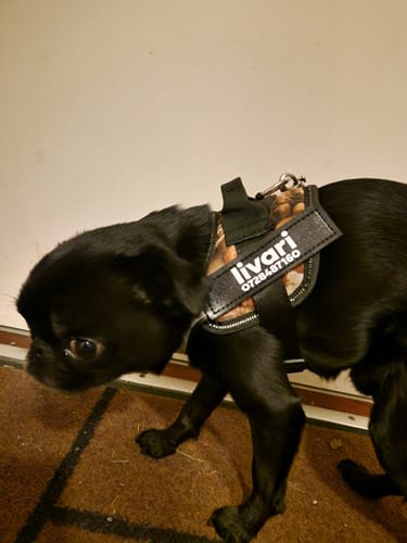 Customer photo review of Hundsele med Namn och Telefonnummer
