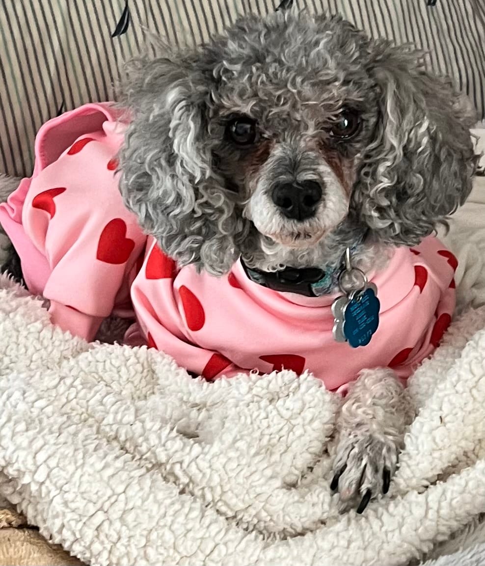 Customer photo review of Dog Pajama - Pink Hearts