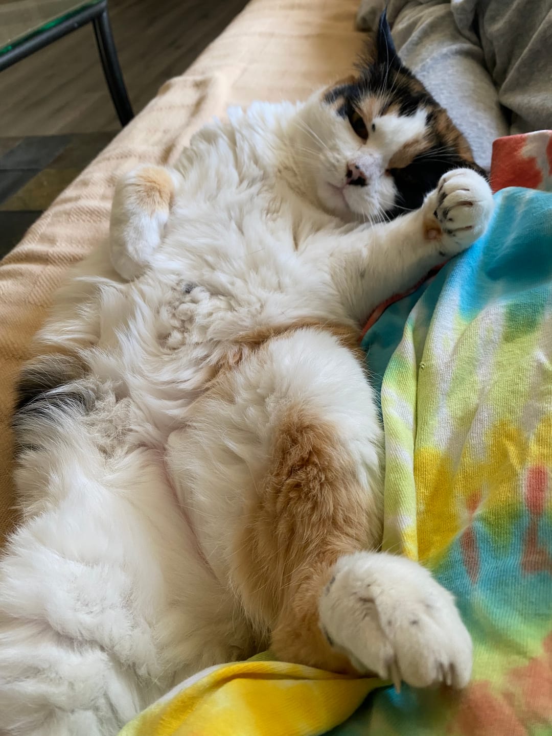 Customer photo review of Michu Mixed Tofu Cat Litter Lite 5.5Lb/6L – Flushable, Eco-Friendly & Odor Control